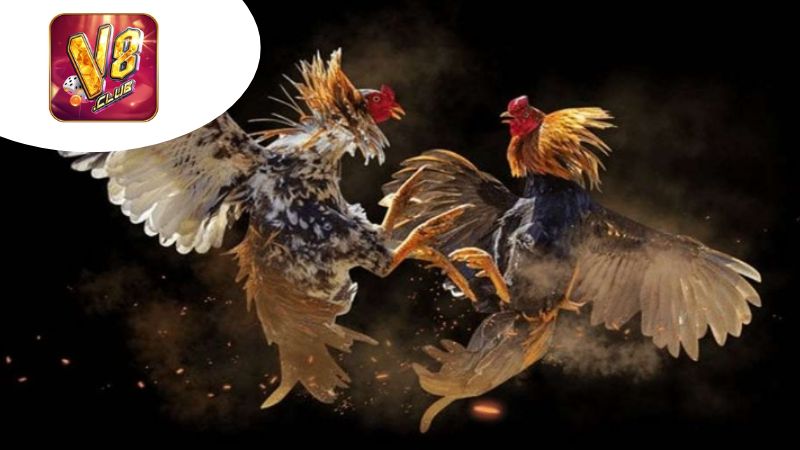 So Sánh Các Tính Năng Của Các Trận Đấu Tại V8Club