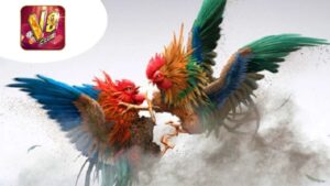 dau-ga-chuyen-nghiep-tai-v8club